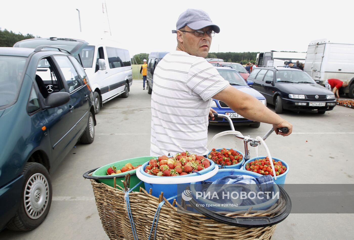 Сбор клубники в Белоруссии