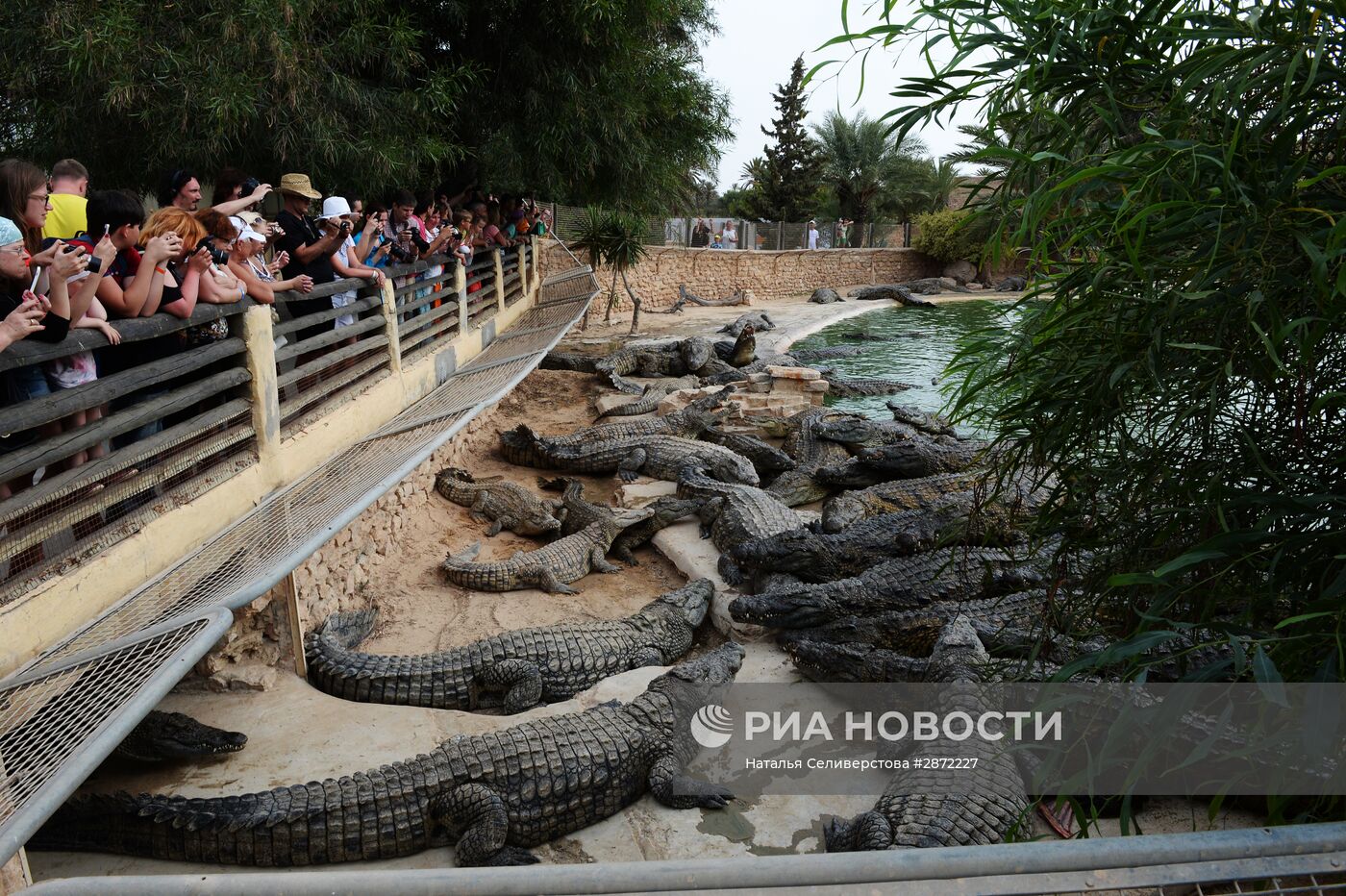 Крокодиловая ферма на острове Джерба в Тунисе