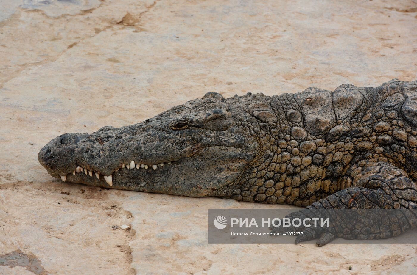 Крокодиловая ферма на острове Джерба в Тунисе