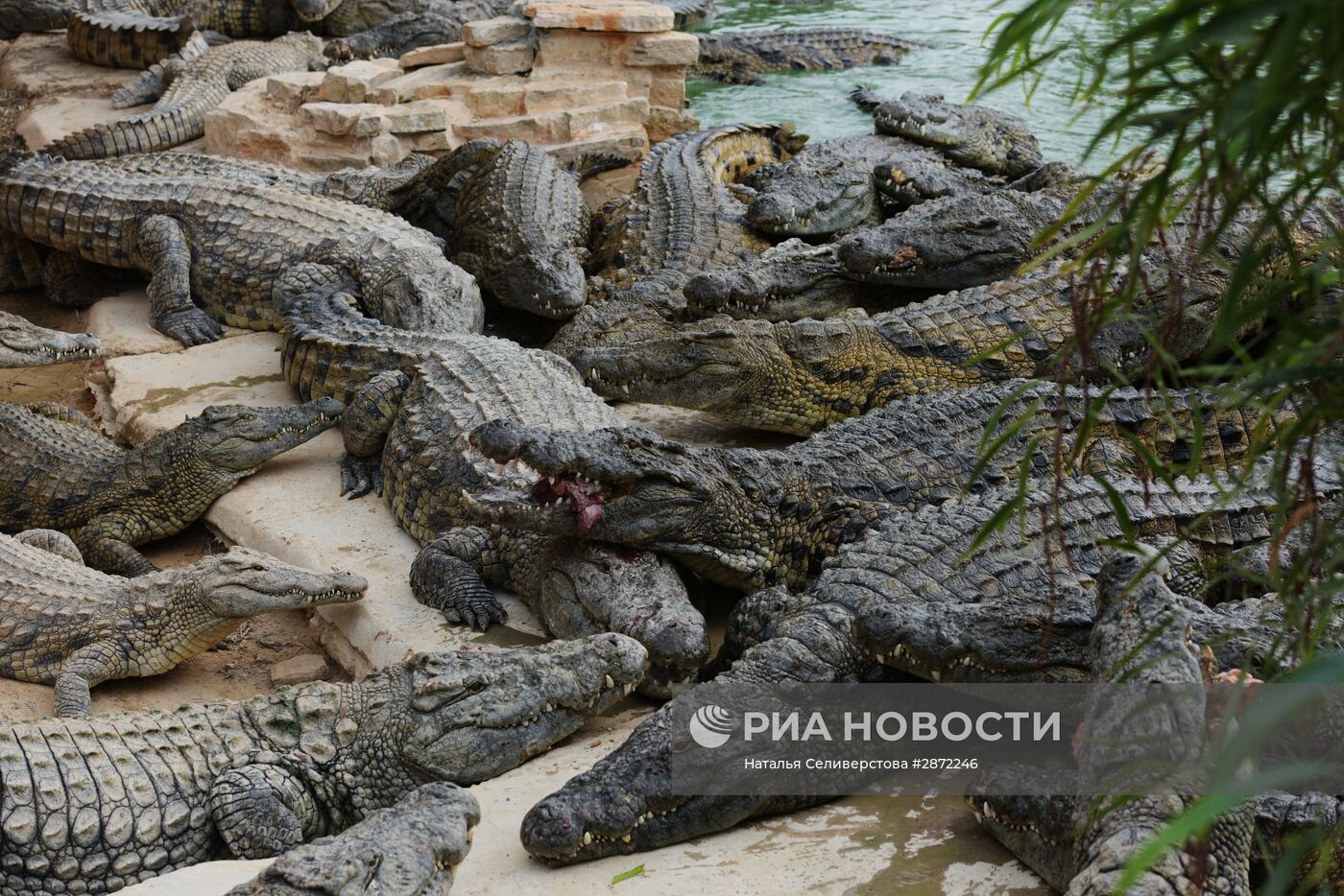 Крокодиловая ферма на острове Джерба в Тунисе | РИА Новости Медиабанк