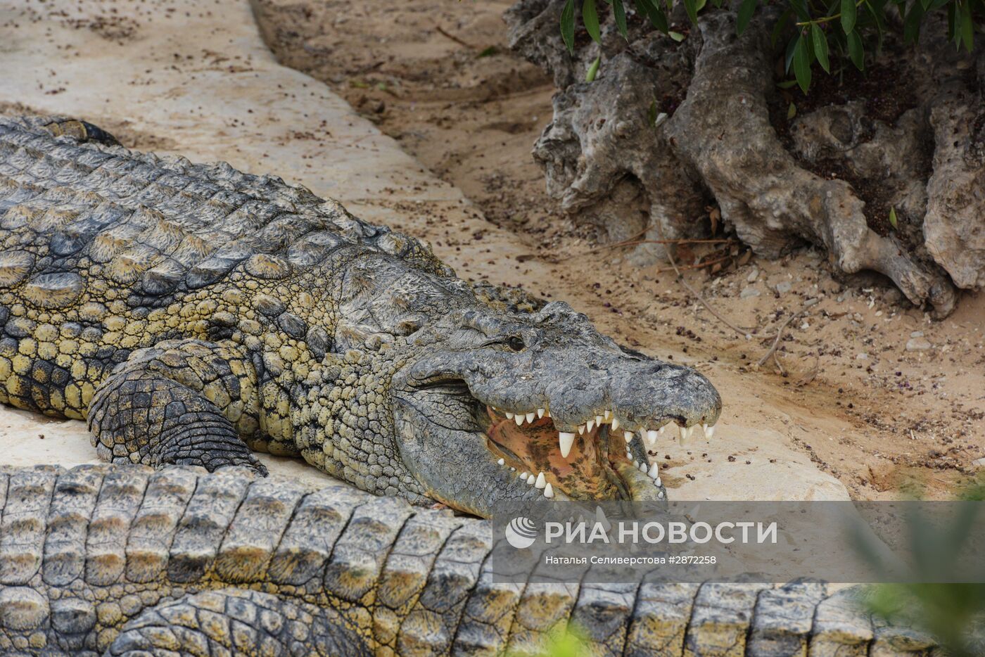 Крокодиловая ферма на острове Джерба в Тунисе