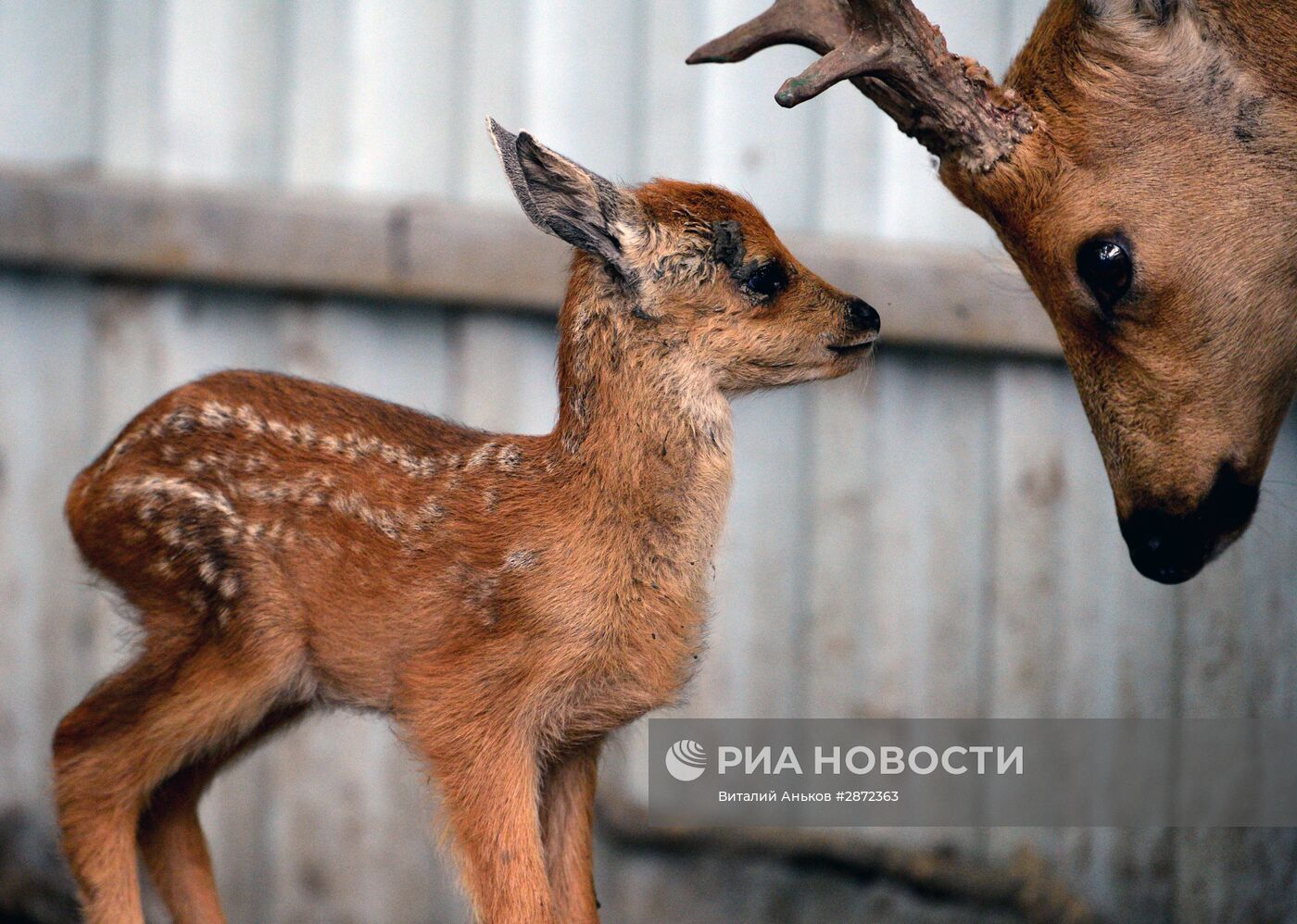 Зоопарк "Садгород" во Владивостоке