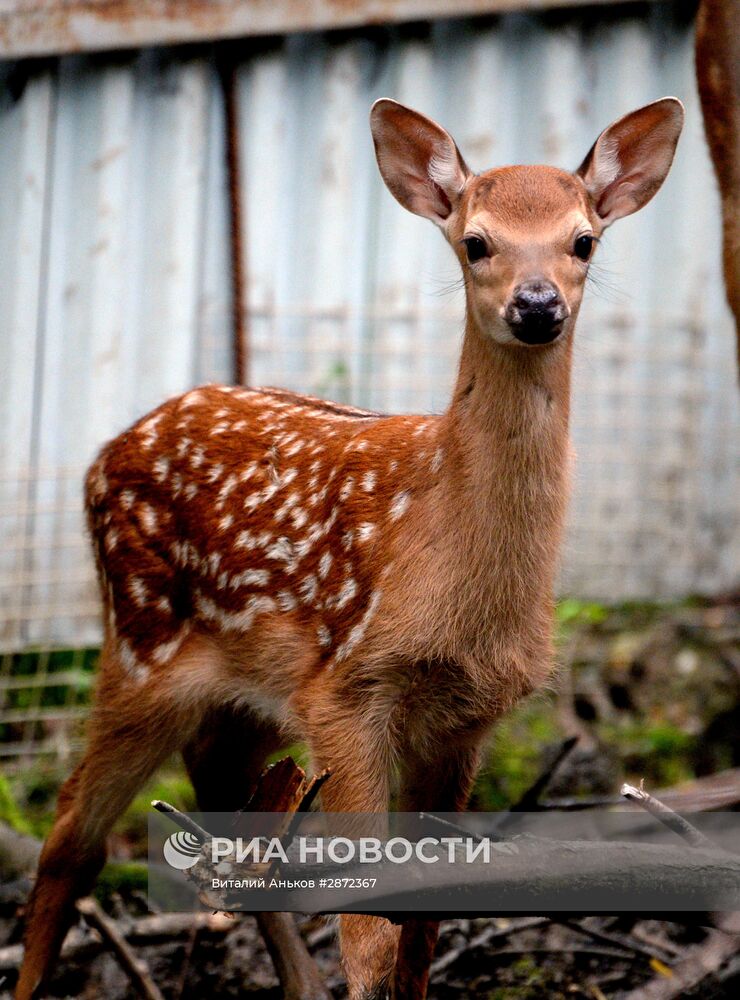 Зоопарк "Садгород" во Владивостоке
