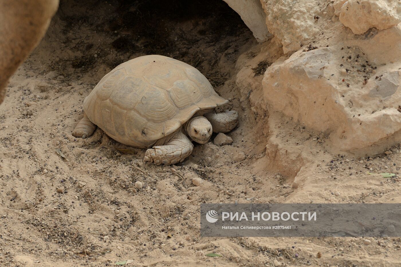 Черепахи на острове Джерба в Тунисе