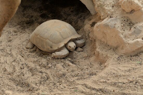 Черепахи на острове Джерба в Тунисе
