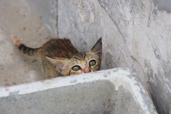 Кошка