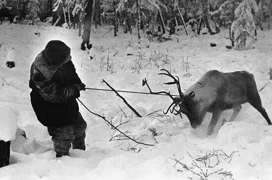 Отлов оленей в Якутии
