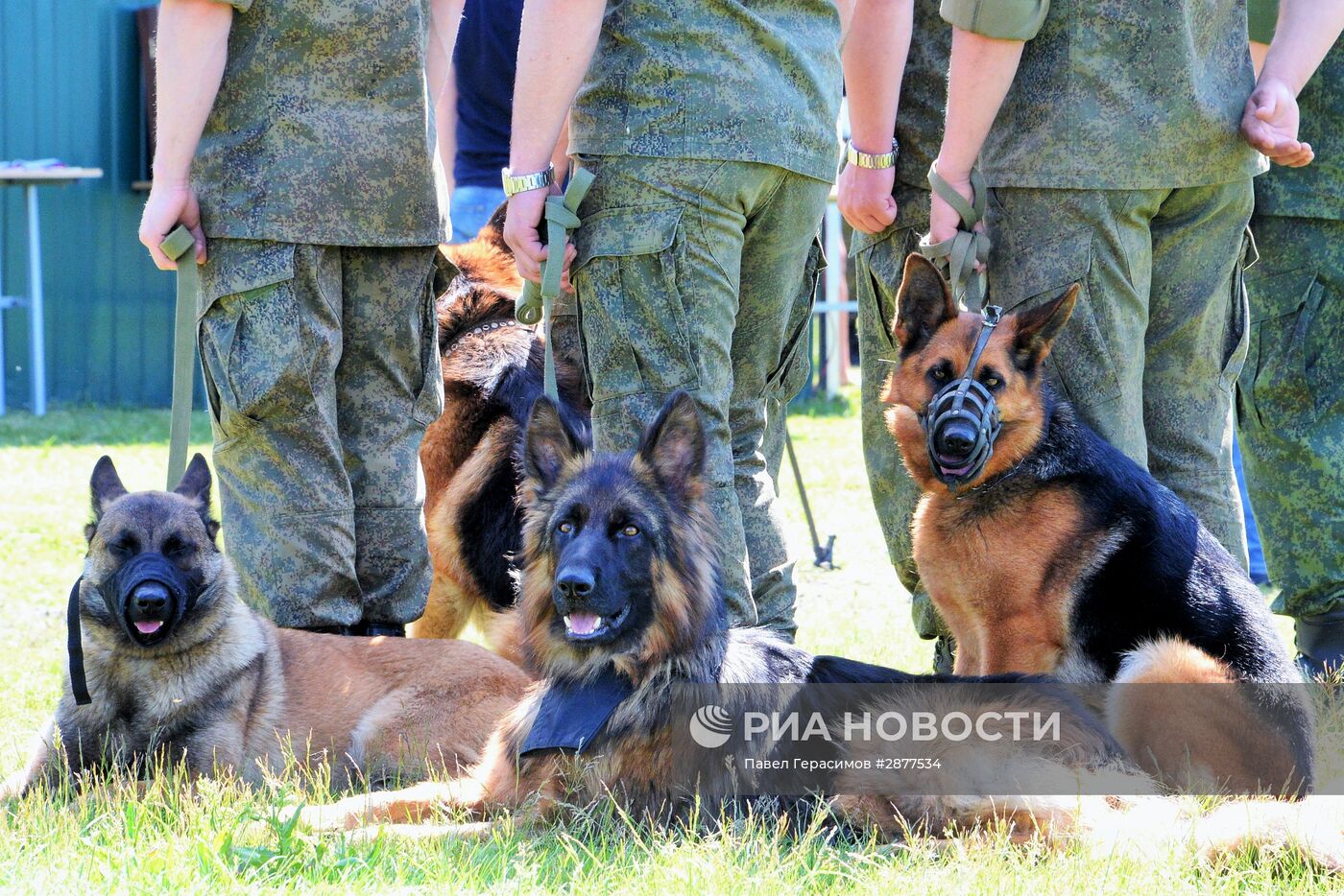 Открытие Всеармейского этапа конкурса кинологов ВС РФ "Верный друг"