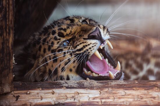 Дальневосточного леопарда привезли в Центр воспроизводства редких видов животных Московского зоопарка