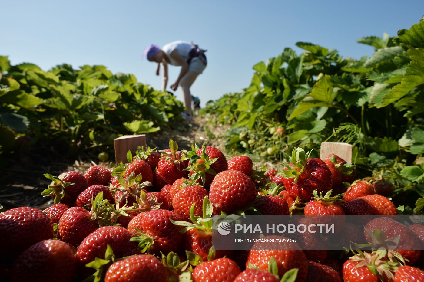 Сбор клубники в Совхозе имени Ленина