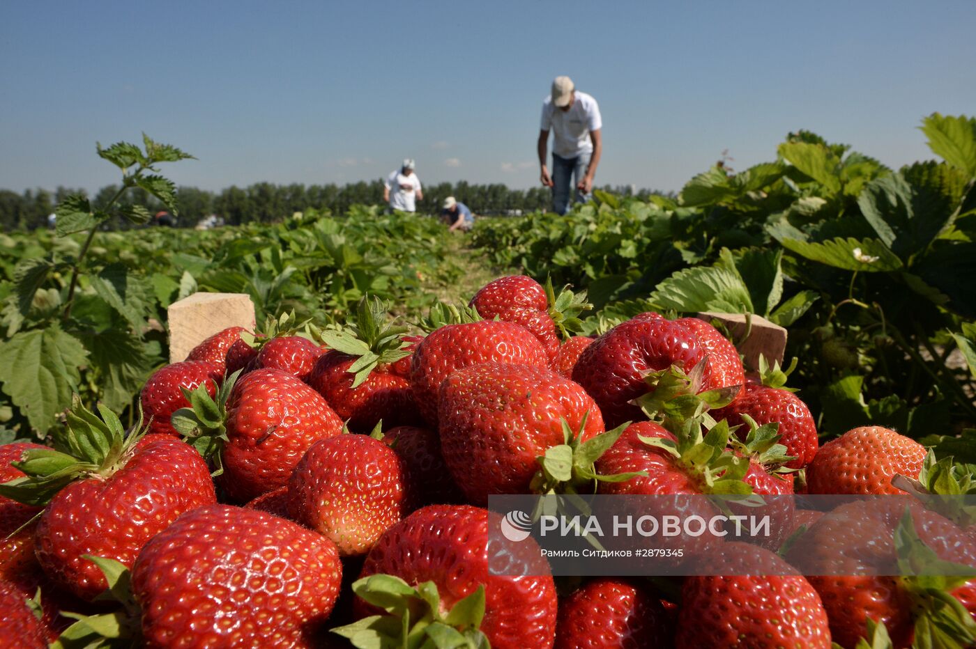 Сбор клубники в Совхозе имени Ленина