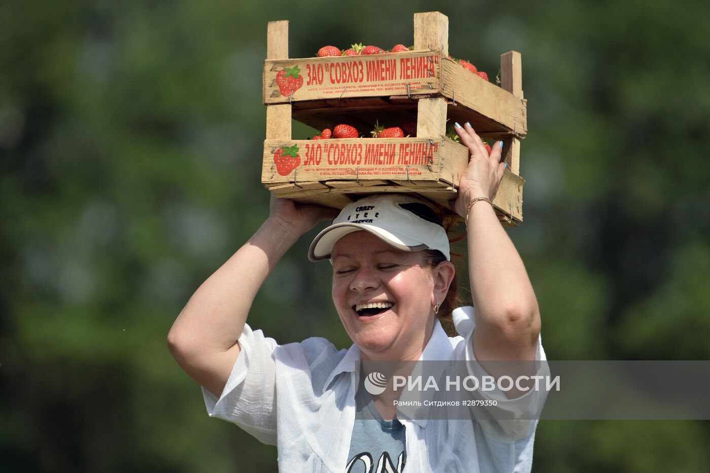 Сбор клубники в Совхозе имени Ленина