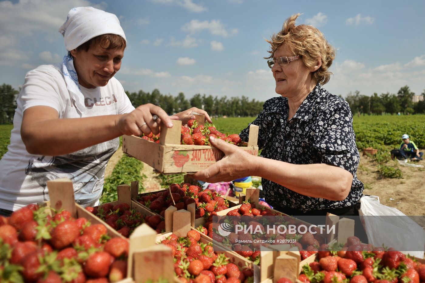 Сбор клубники в Совхозе имени Ленина