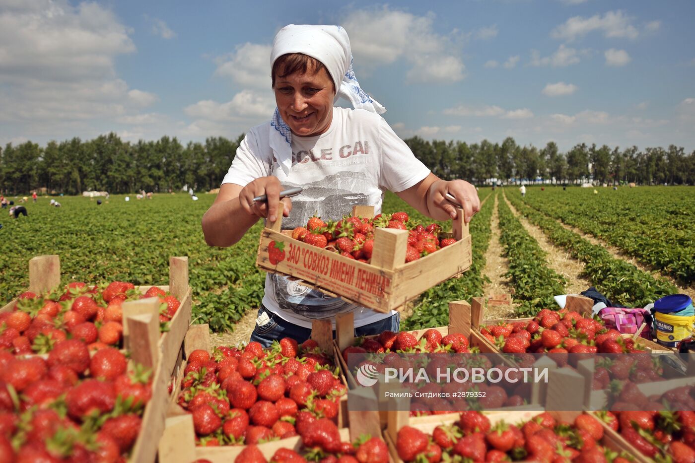 Сбор клубники в Совхозе имени Ленина