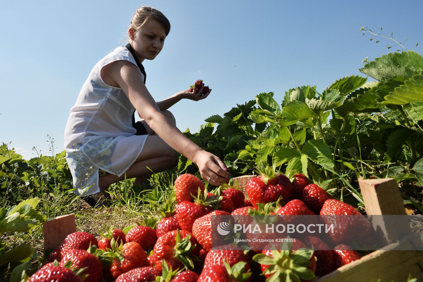 Сбор клубники в Совхозе имени Ленина