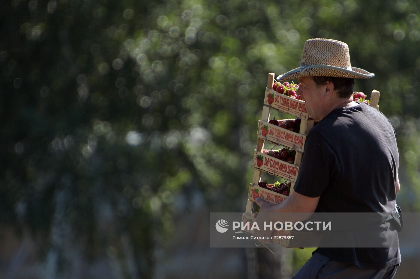 Сбор клубники в Совхозе имени Ленина