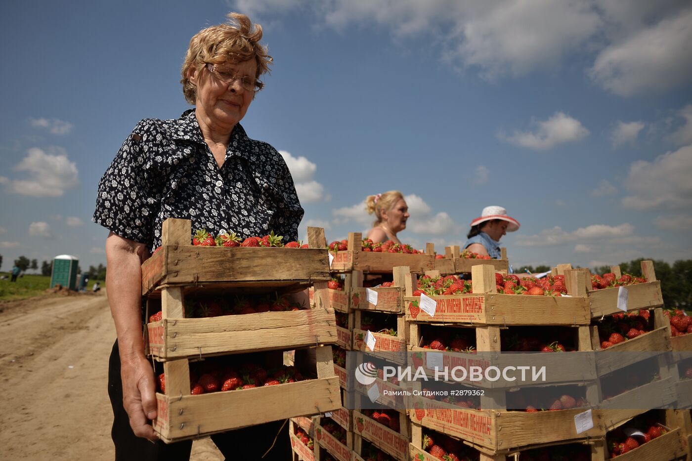 Сбор клубники в Совхозе имени Ленина