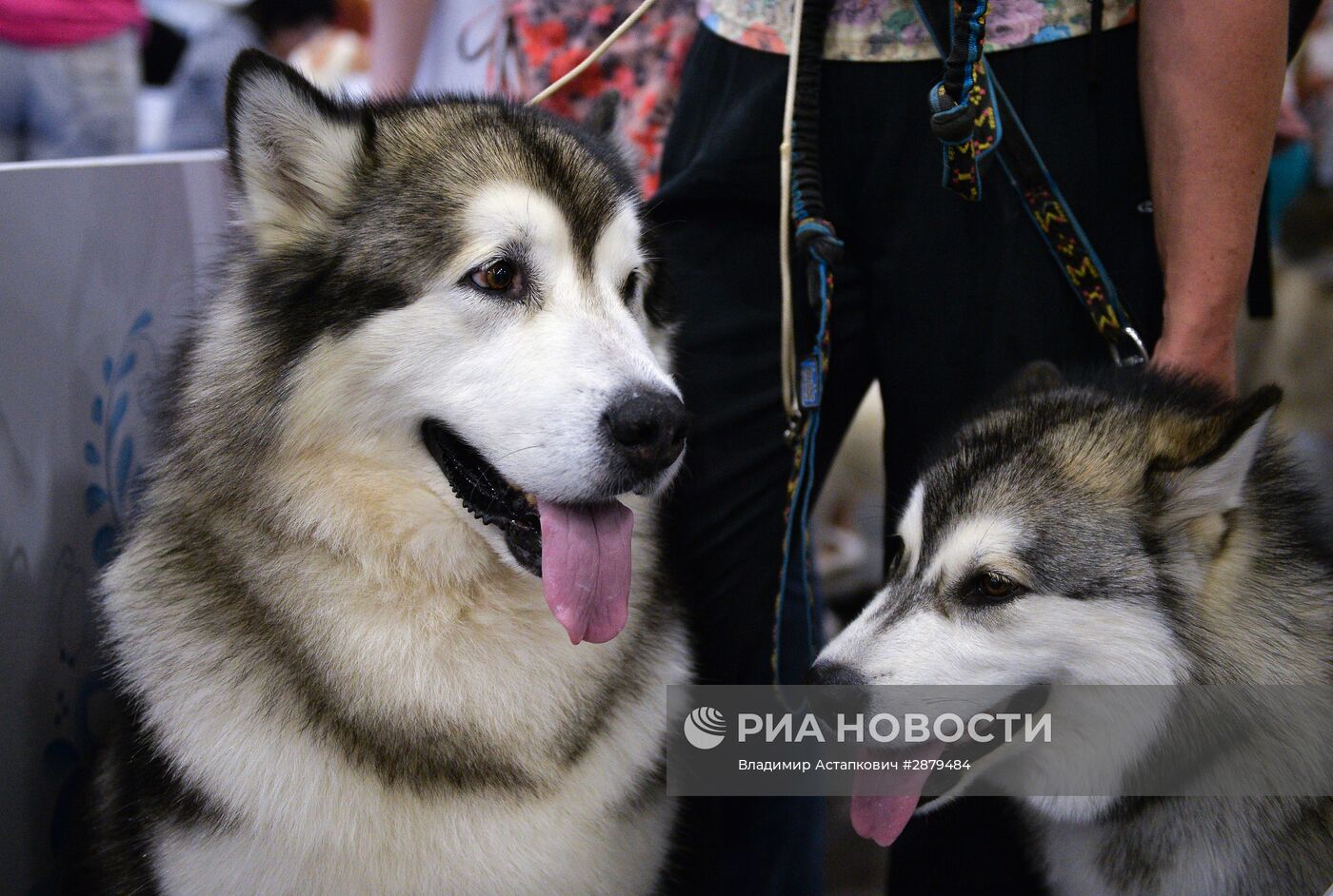 Всемирная выставка собак "World Dog Show-2016"