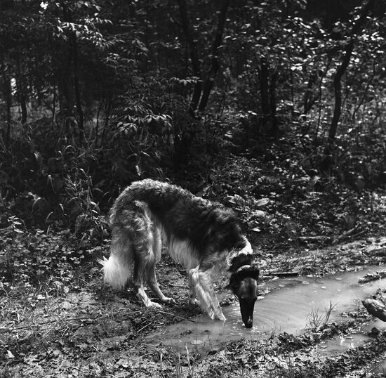 Русская борзая