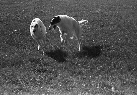 Русская борзая