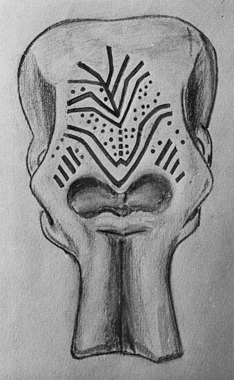 Рисунок лобной части черепа мамонта