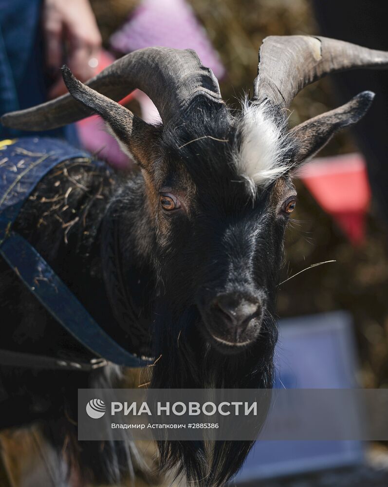 Встреча козла Тимура на ВДНХ и открытие Аллеи Славы на "Городской ферме"