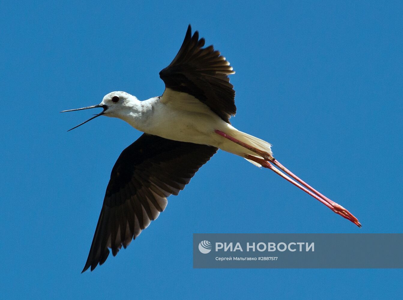 Орнитологический заповедник "Лебяжьи острова"