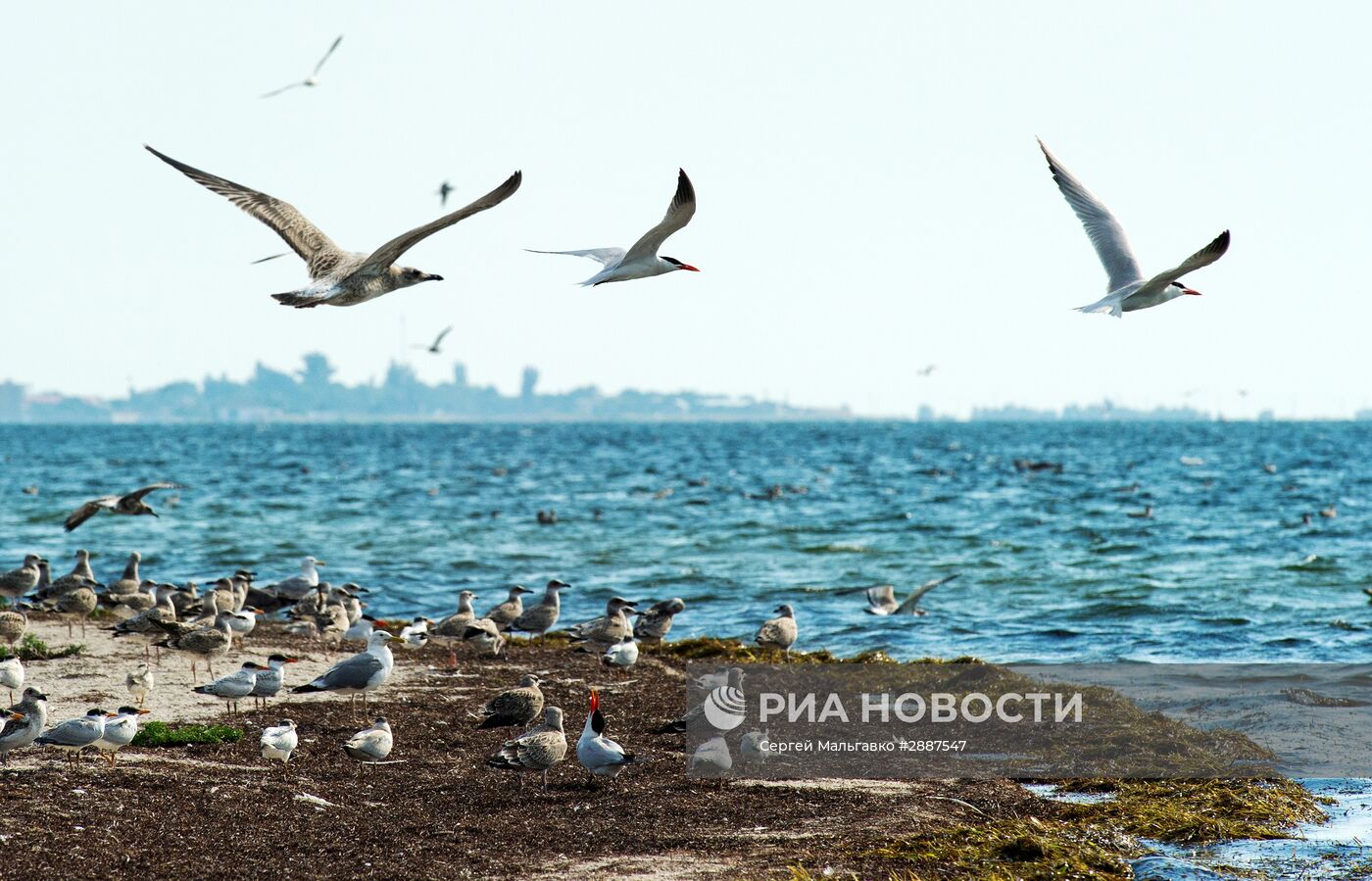 Орнитологический заповедник "Лебяжьи острова"