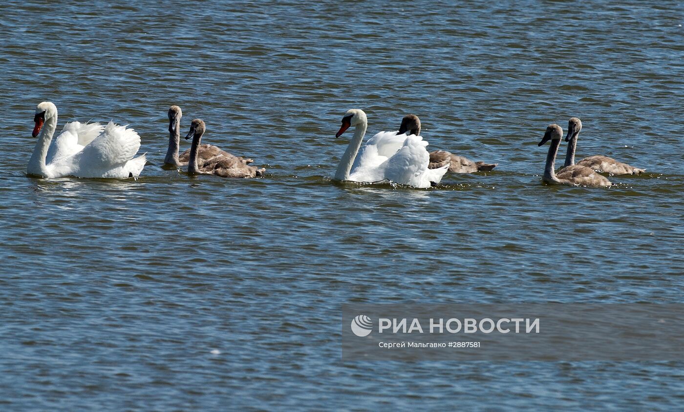 Орнитологический заповедник "Лебяжьи острова"