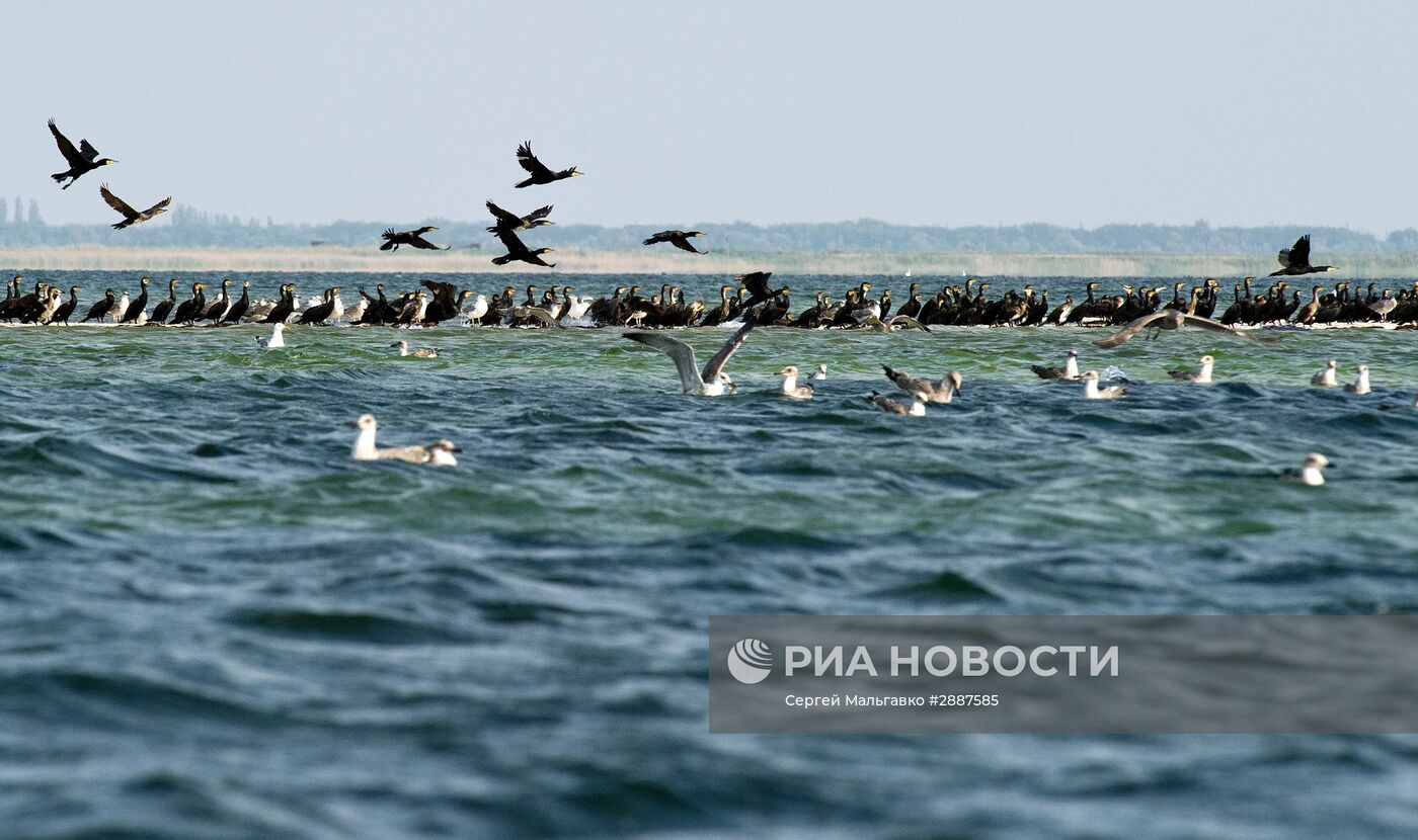 Орнитологический заповедник "Лебяжьи острова"