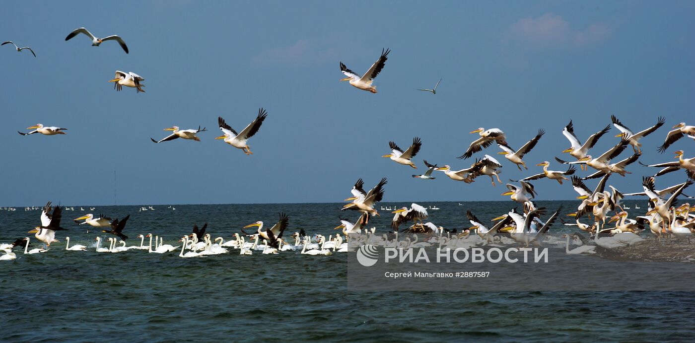 Орнитологический заповедник "Лебяжьи острова"