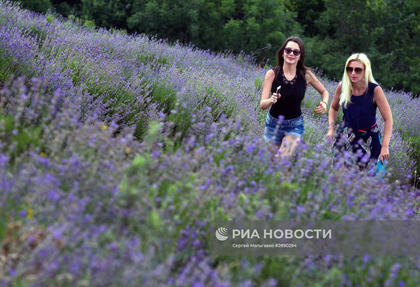 Цветение лаванды в Крыму