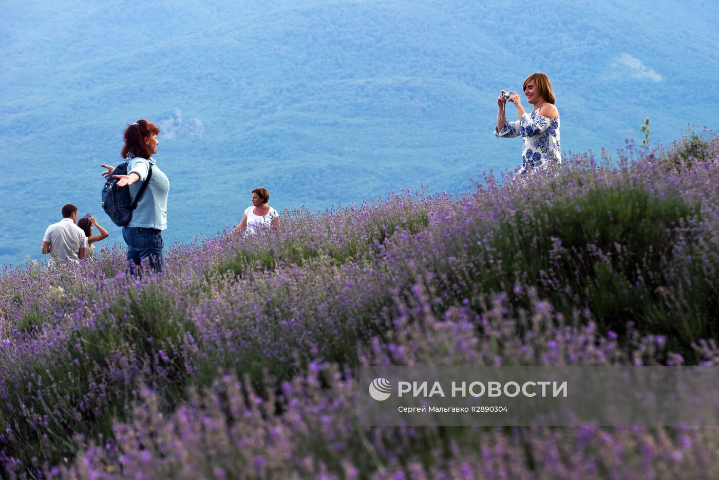 Цветение лаванды в Крыму