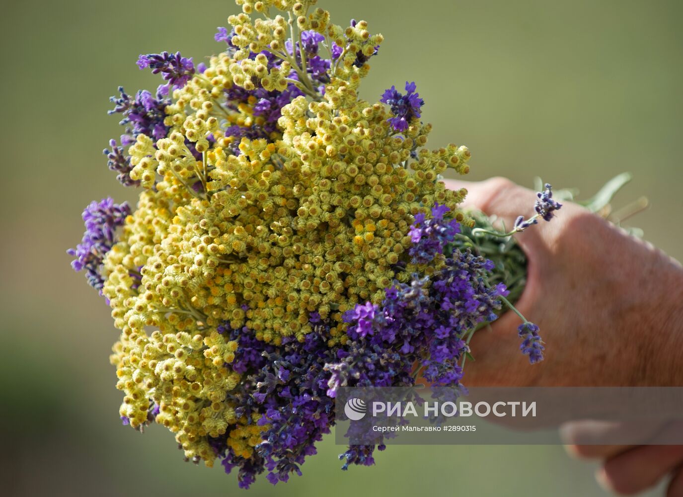 Цветение лаванды в Крыму