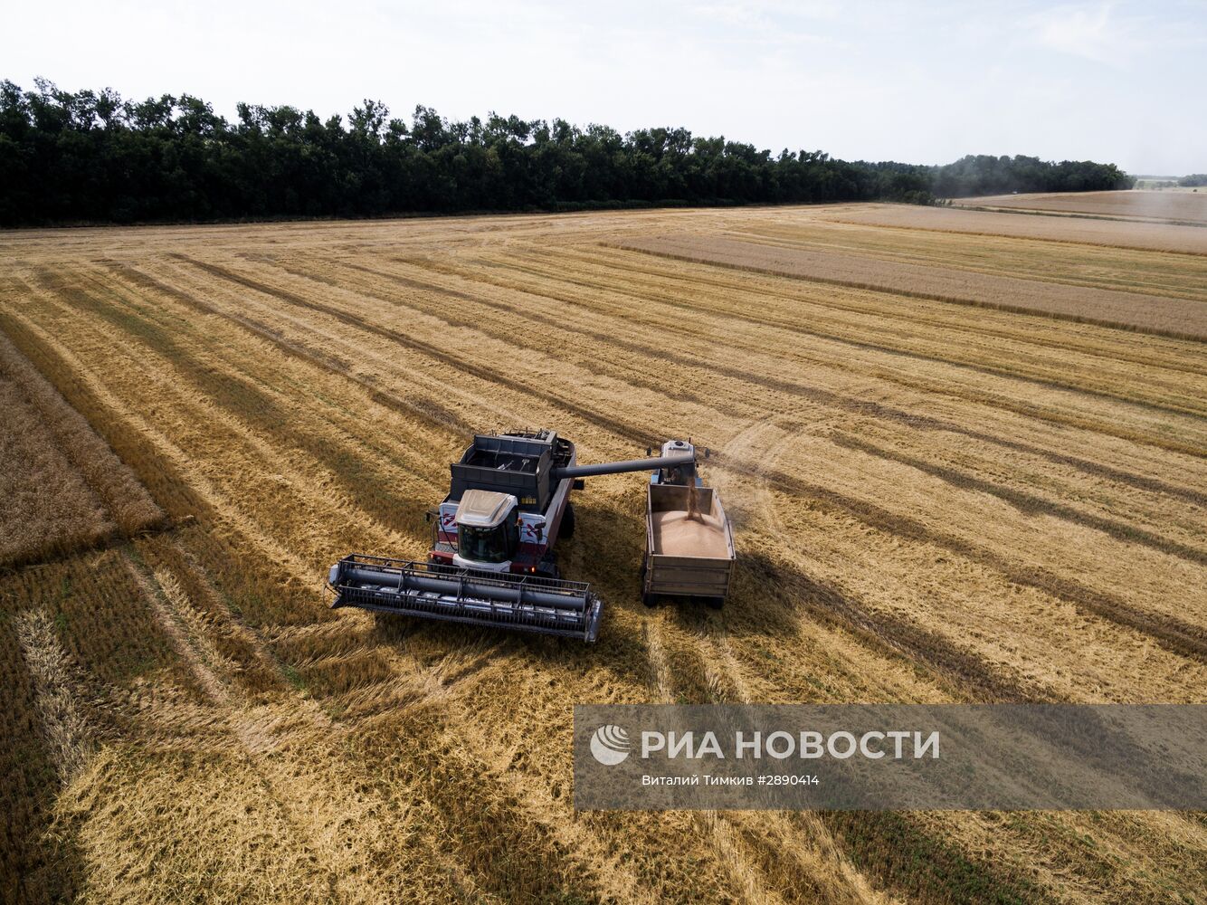 Уборка пшеницы в Краснодарском крае