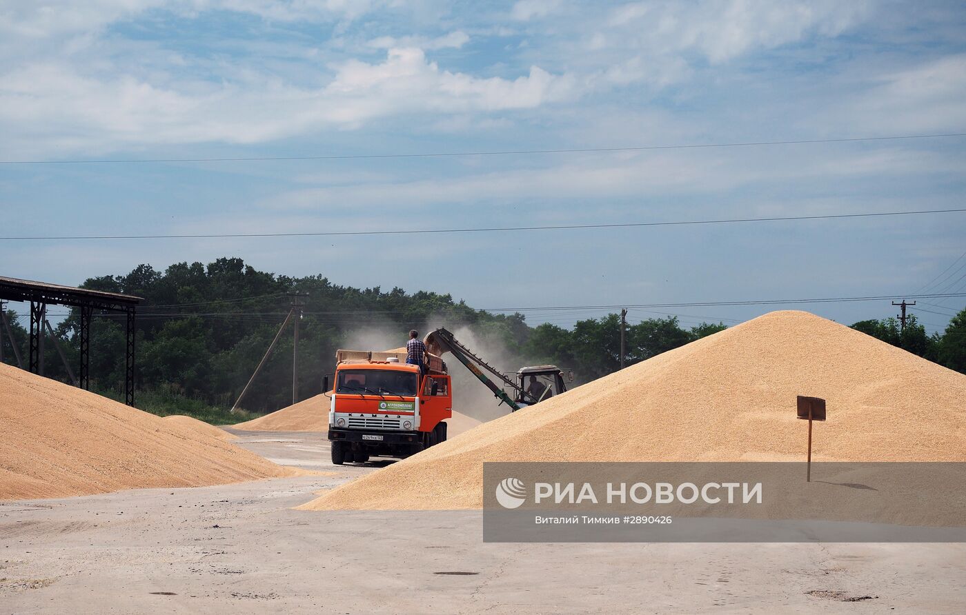 Уборка пшеницы в Краснодарском крае