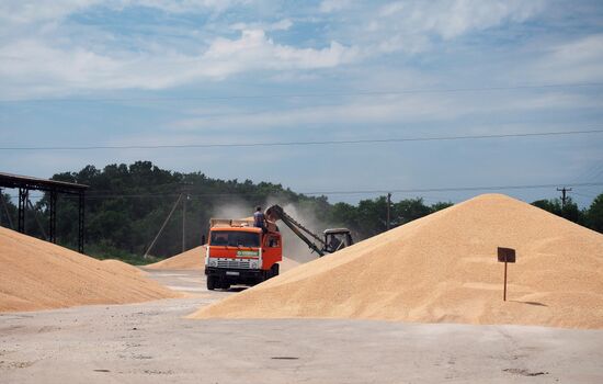 Уборка пшеницы в Краснодарском крае