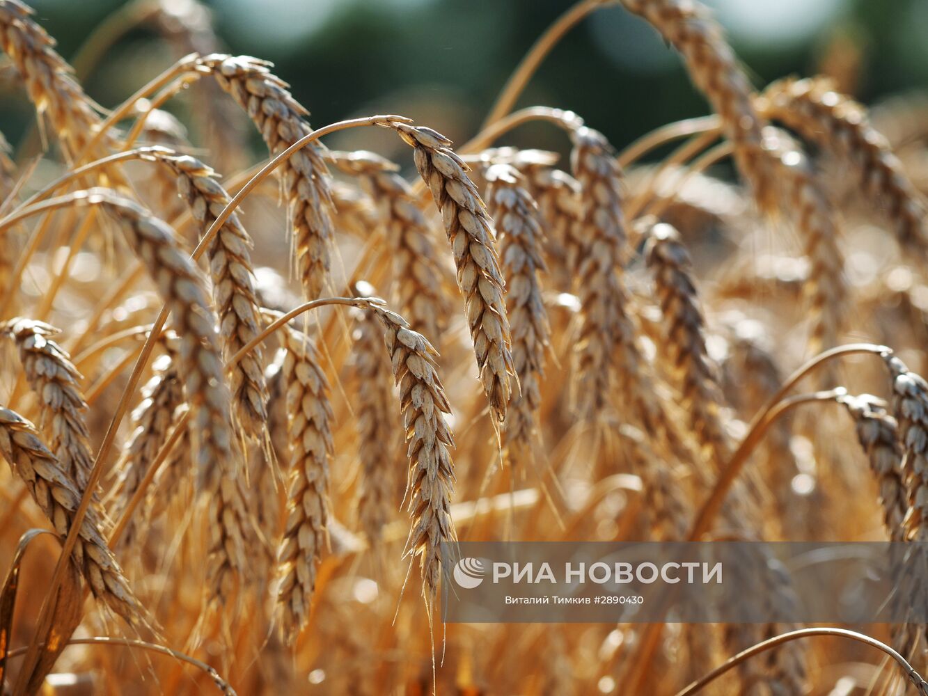 Края расти. Зерновые культуры Кубани. Краснодарский край зерновая культура. Зерновые культуры Краснодарского края картинки. Пшеница Дон Ставрополье что за пшеница.