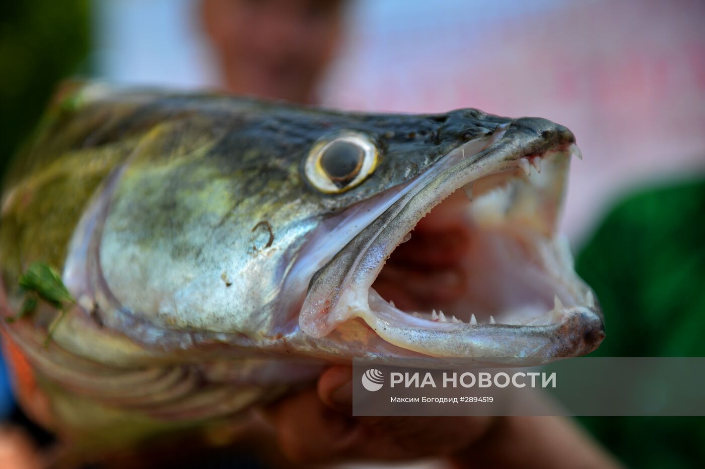 Чемпионат рыбной ловли и фестиваль "Камская уха"