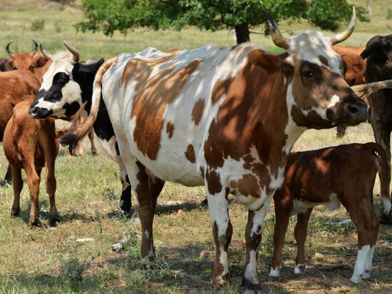 Проверка на вирус нодулярного дерматита крупно-рогатого скота