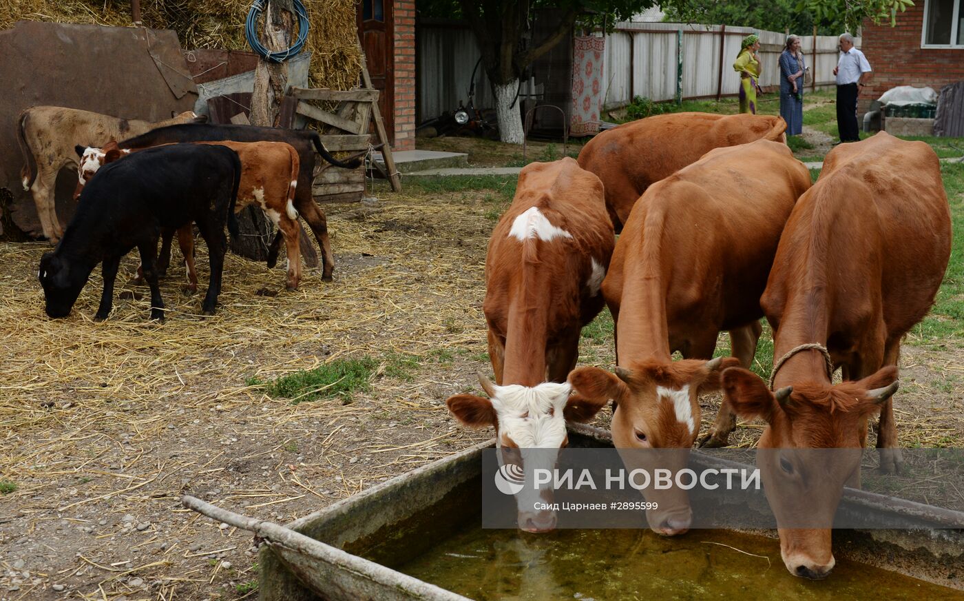 Проверка на вирус нодулярного дерматита крупно-рогатого скота