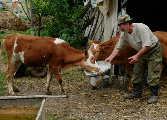 Проверка на вирус нодулярного дерматита крупно-рогатого скота