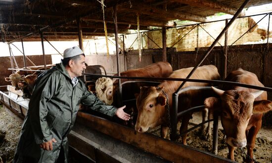 Проверка на вирус нодулярного дерматита крупно-рогатого скота