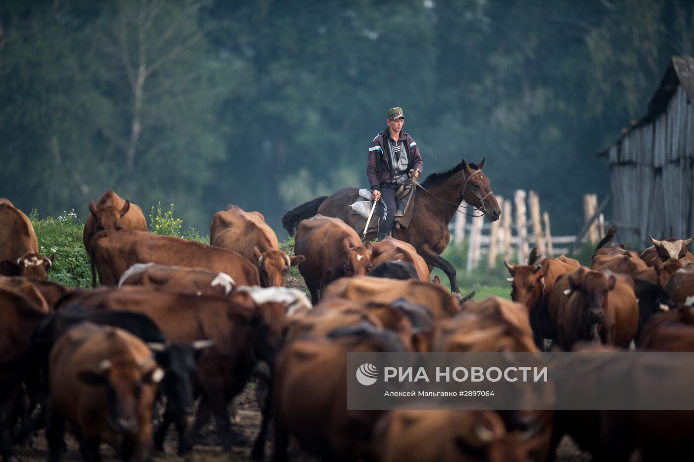 Работа сельскохозяйственной фермы в селе Ложниково Омской области