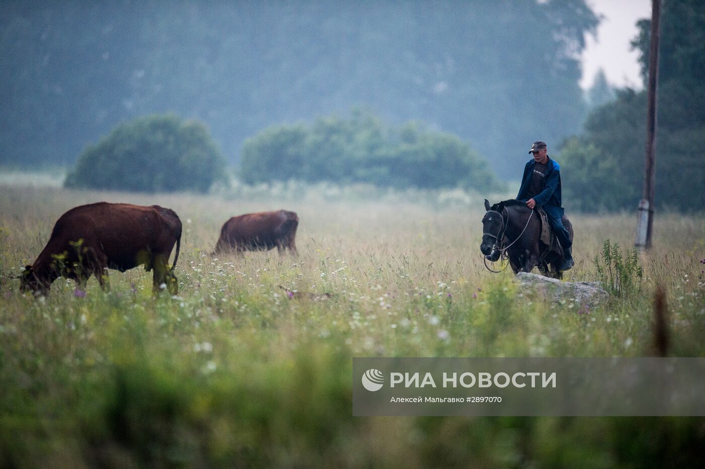 Работа сельскохозяйственной фермы в селе Ложниково Омской области