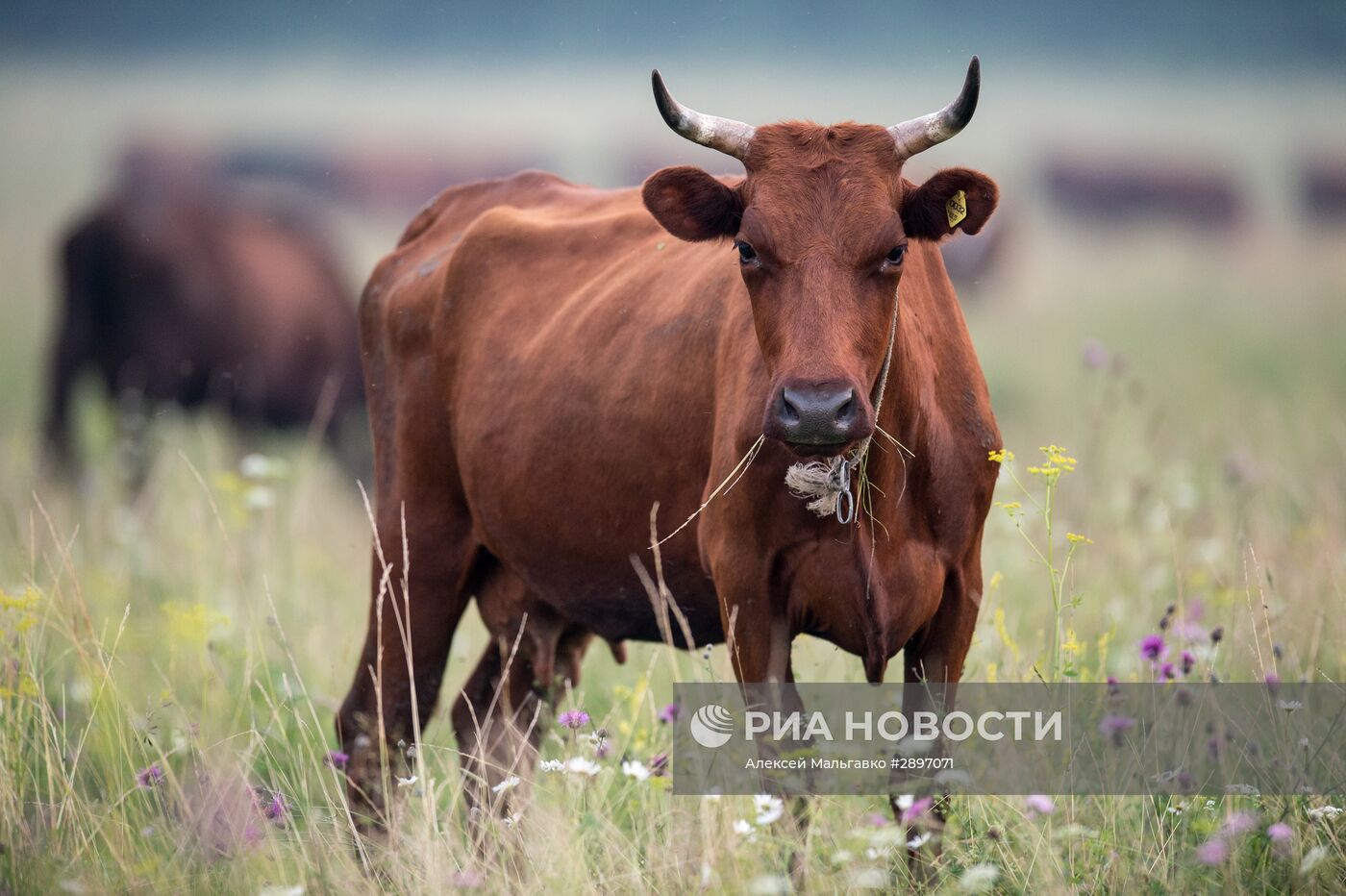 Работа сельскохозяйственной фермы в селе Ложниково Омской области