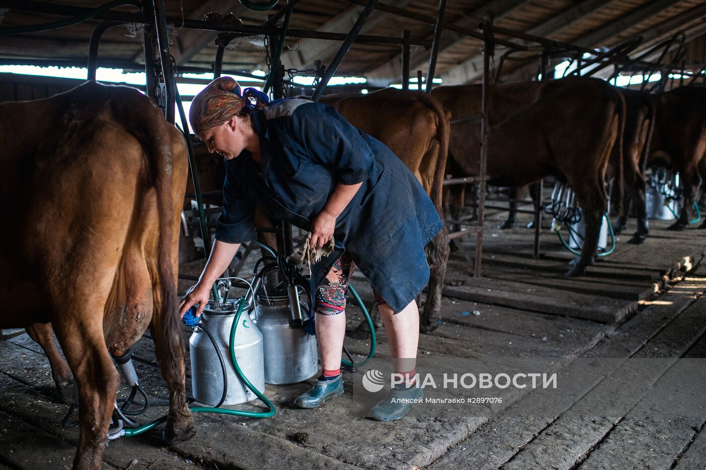 Работа сельскохозяйственной фермы в селе Ложниково Омской области | РИА  Новости Медиабанк