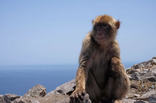 Страны мира. Великобритания