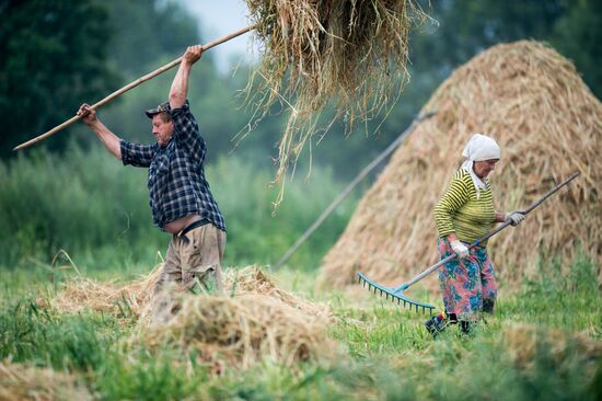 Заготовка сена в Омской области