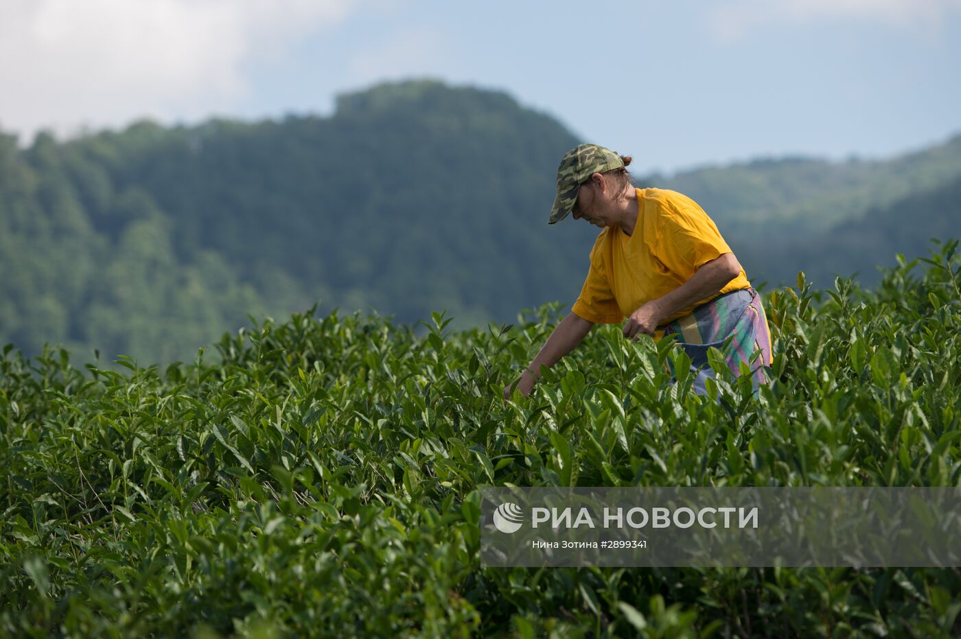 Производство чая в Сочи